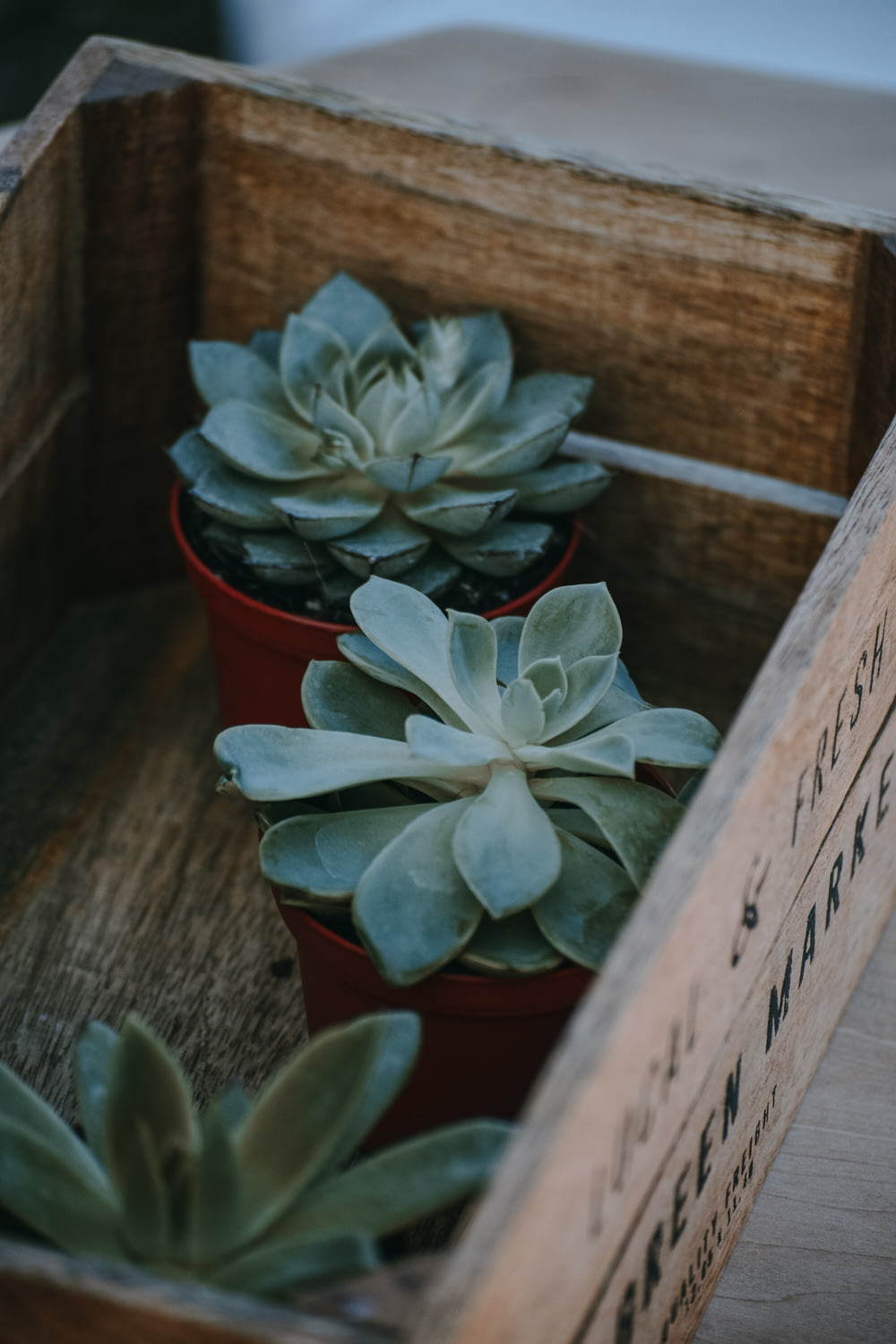 three green succulents in brown wooden crate