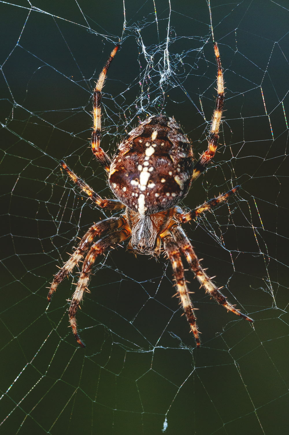Photographie en gros plan de l’araignée brune sur toile d’araignée