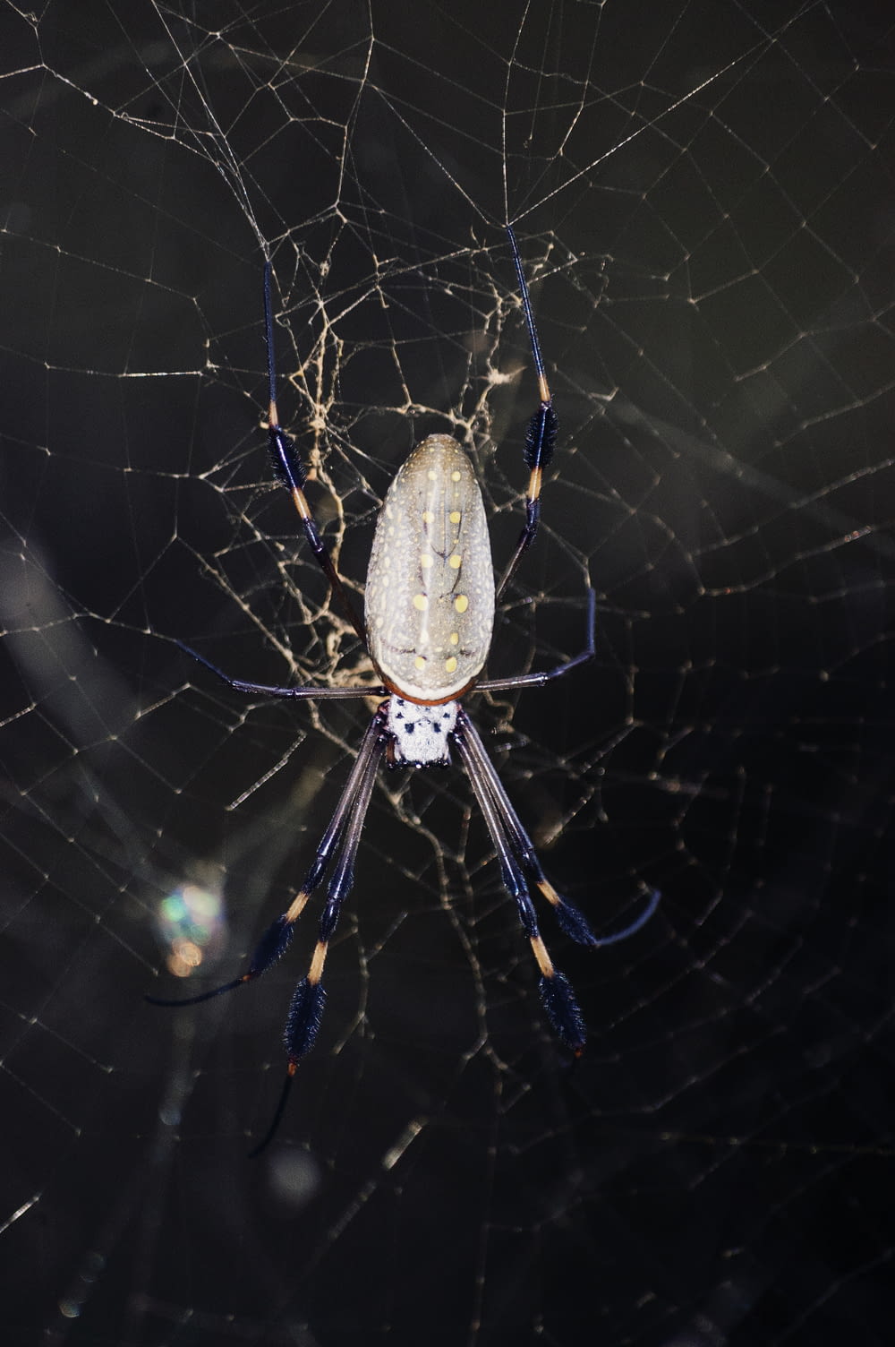 gray spider on cobweb