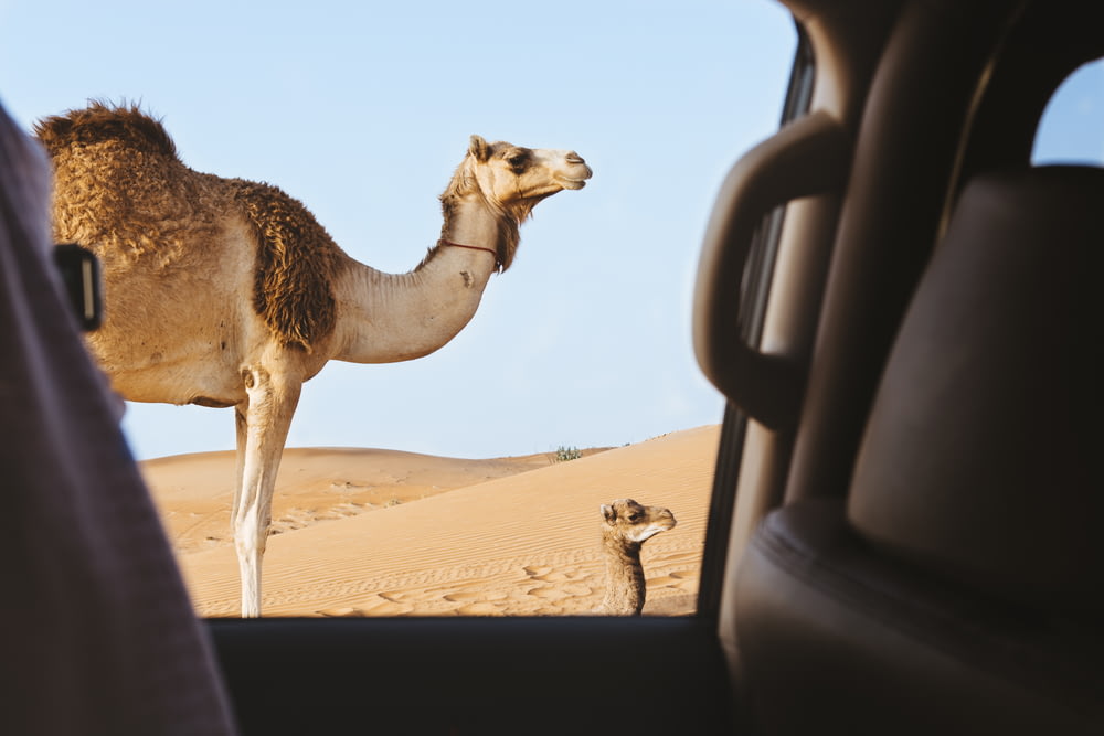 brown camel in the desert