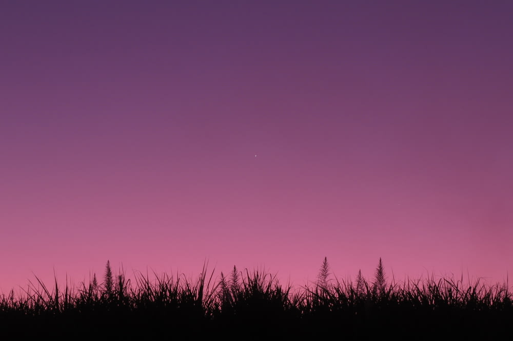 silhouette of grass under purple sky