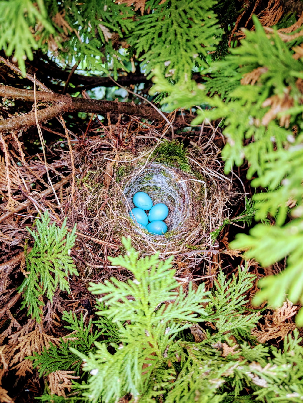 four blue egg on nest