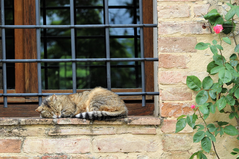 창문에서 자고있는 회색 고양이