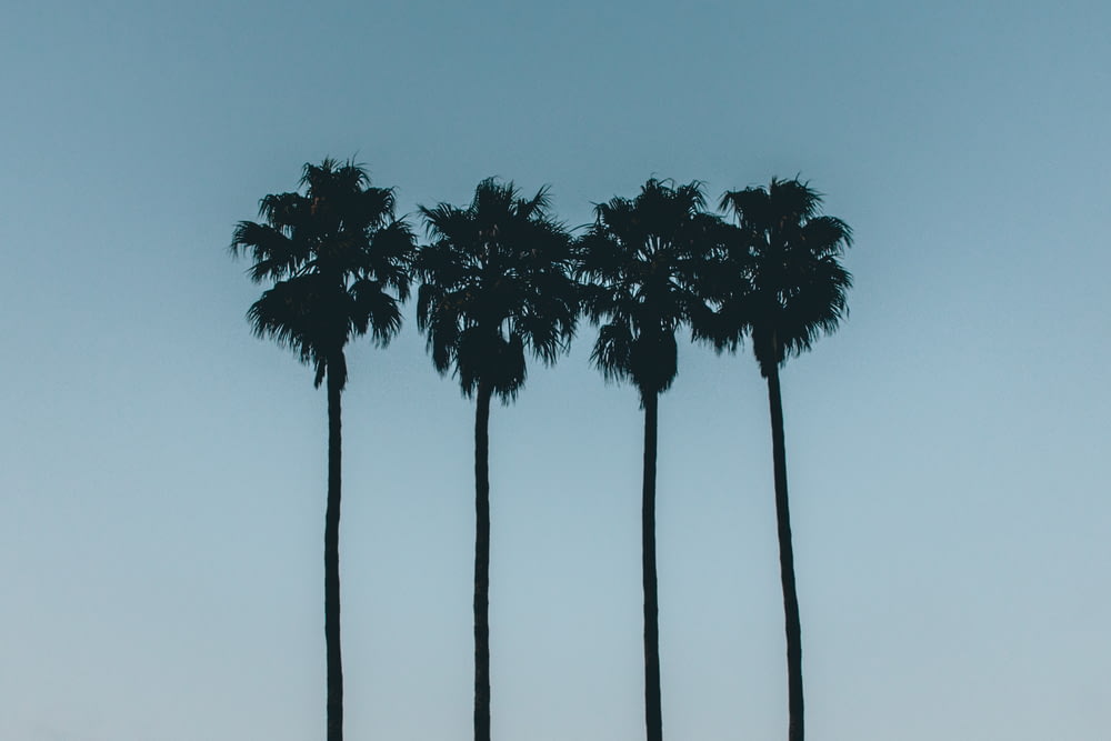 foto della silhouette di quattro palme