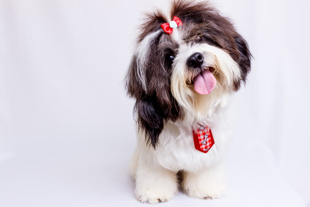 un perro marrón y blanco con un lazo rojo en la cabeza