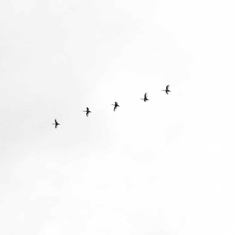 five black bird flying on sky