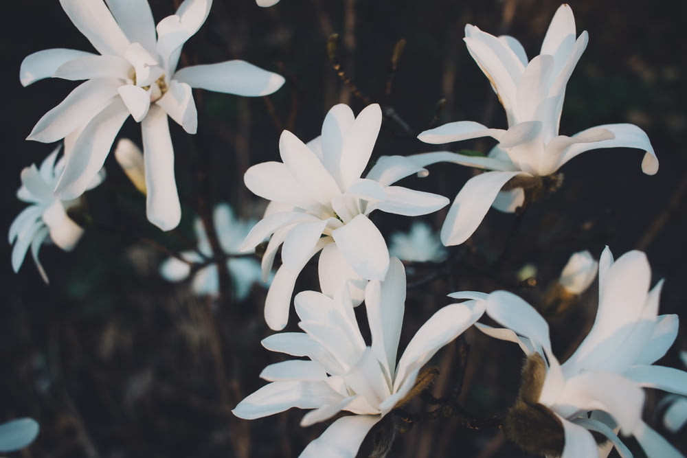 Flores brancas de pétalas em flor