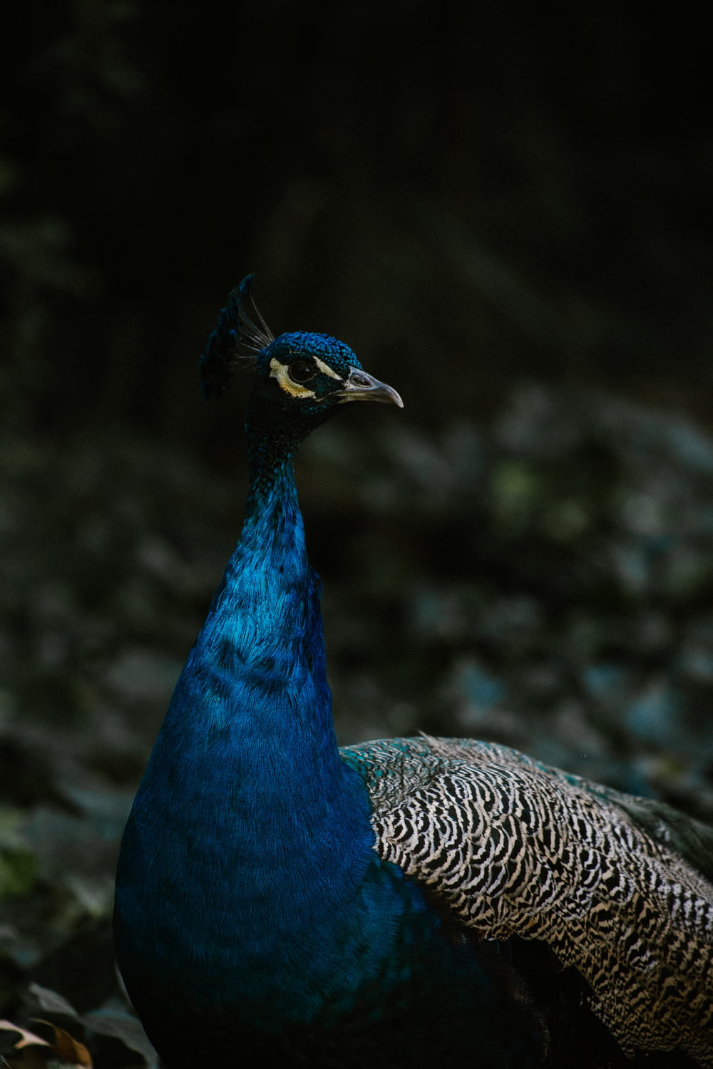 selective photography of peacock