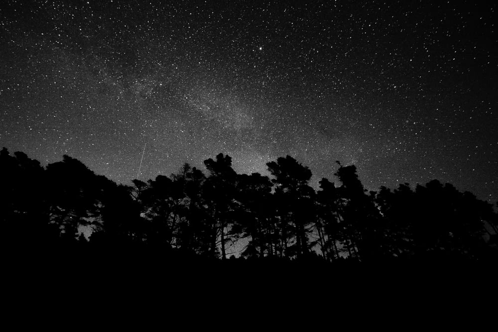 silhouette de forêt pendant la nuit