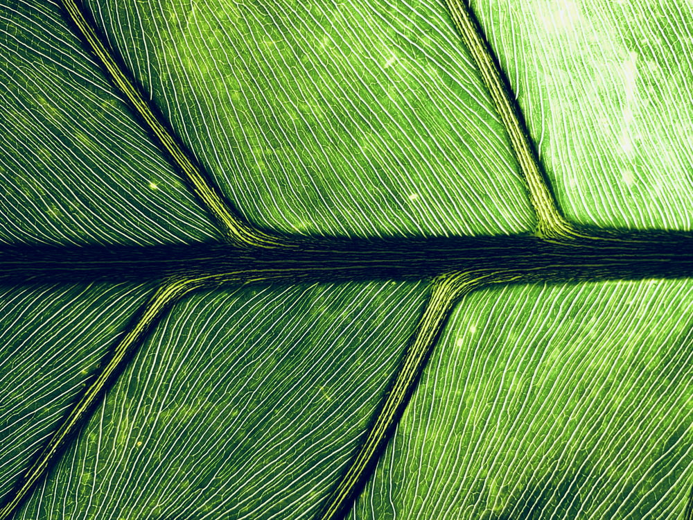 macrophotographie de feuille verte