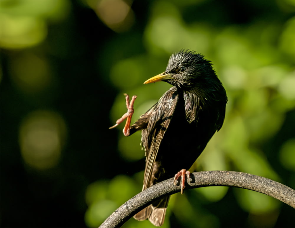 木の枝に立つ黒い鳥のセレクティブフォーカス写真