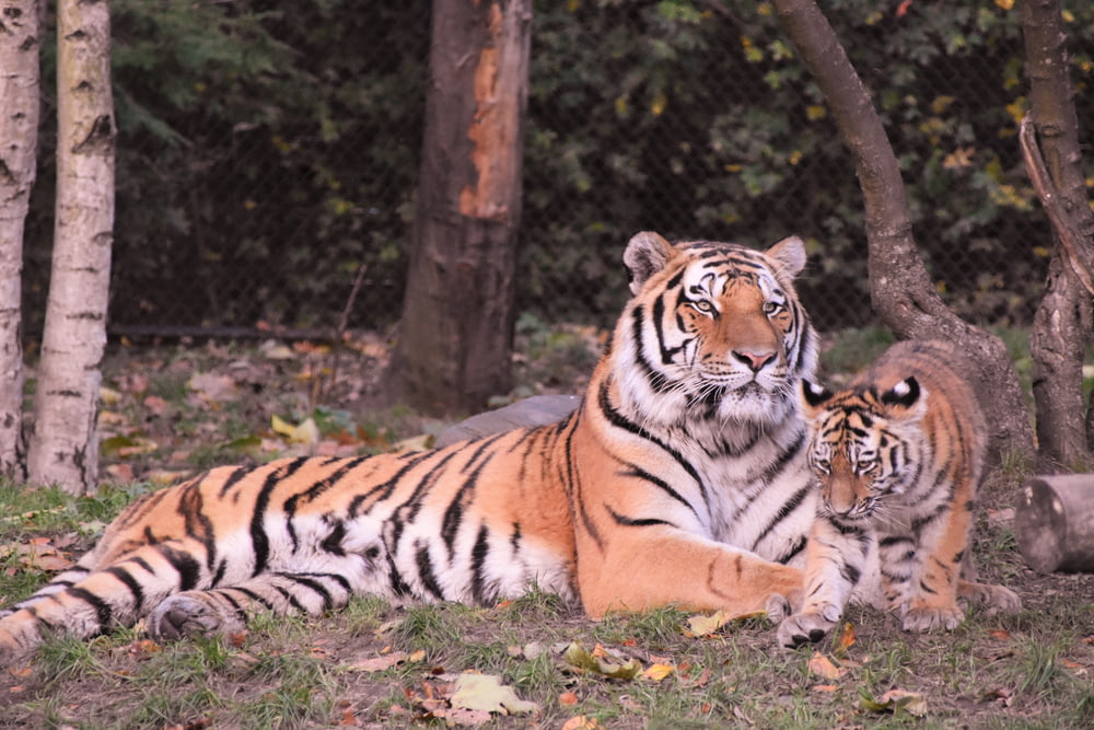 tiger and calf beside tree