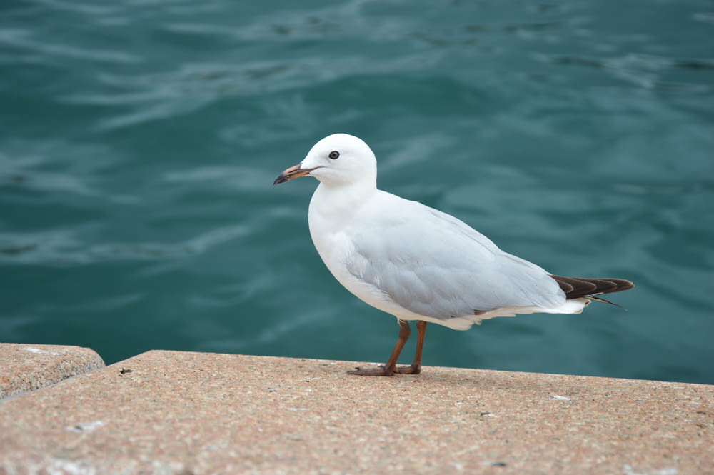 white and gray seagull on gray concrete surface