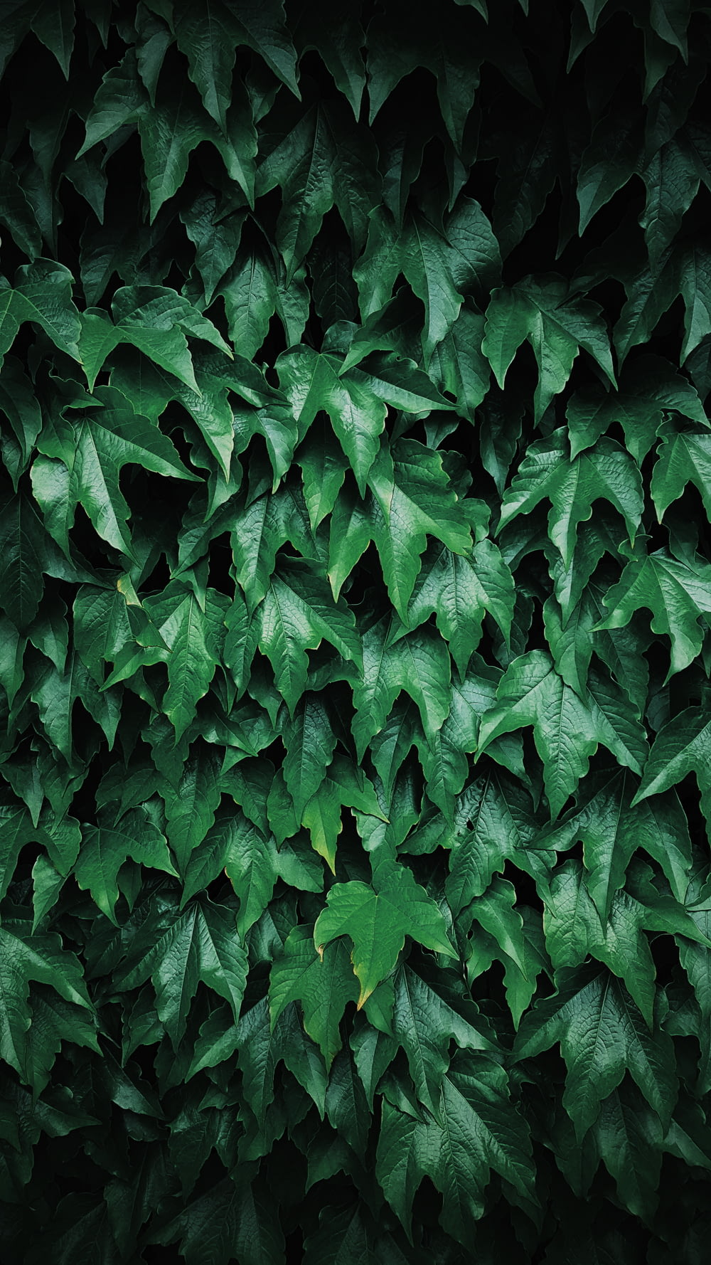 녹색 잎의 얕은 초점