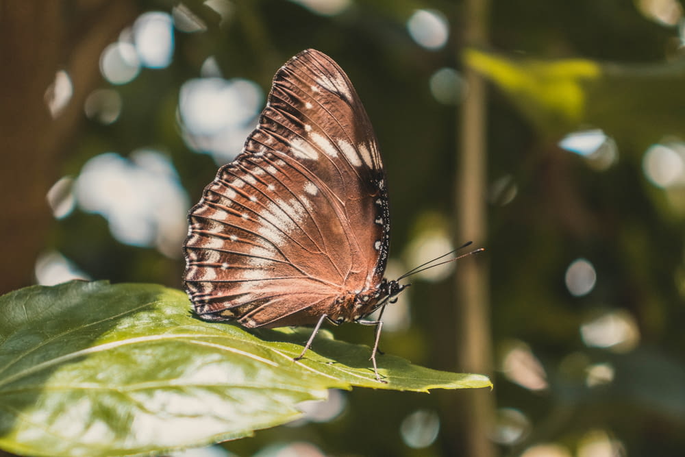 close-up photography of brown butterfly