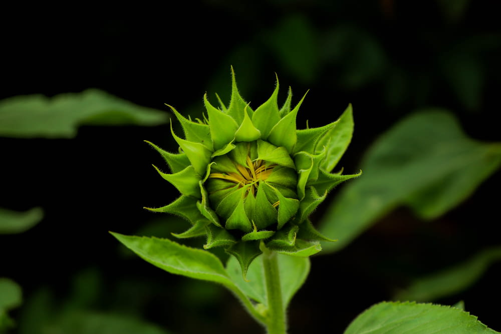 focus photography of green flower