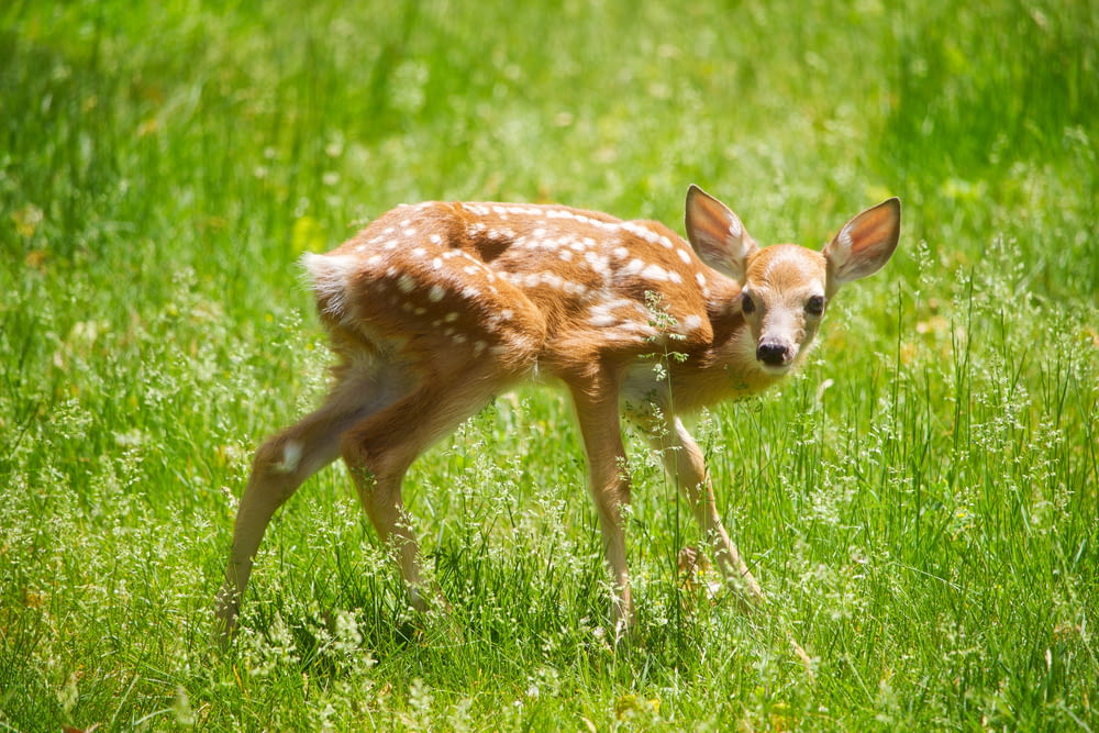 brown and white deer on green leafed grass during daytime
