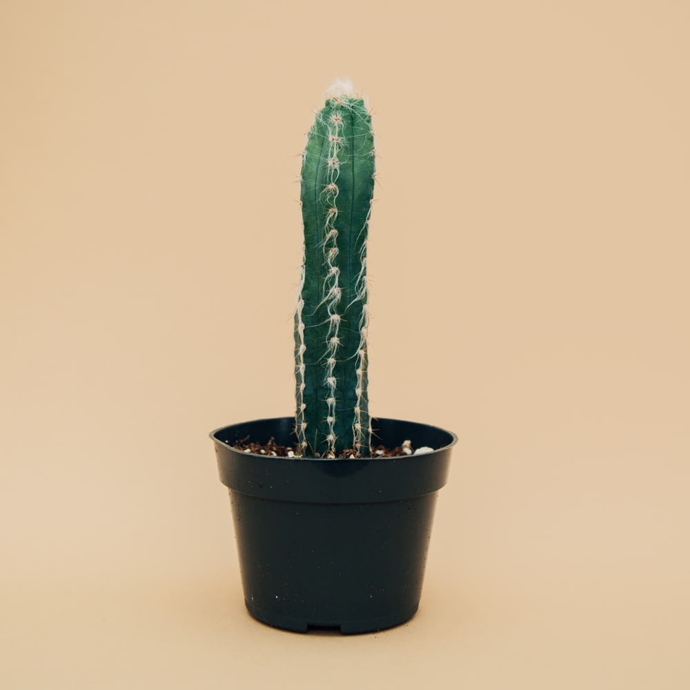 green cactus on black pot