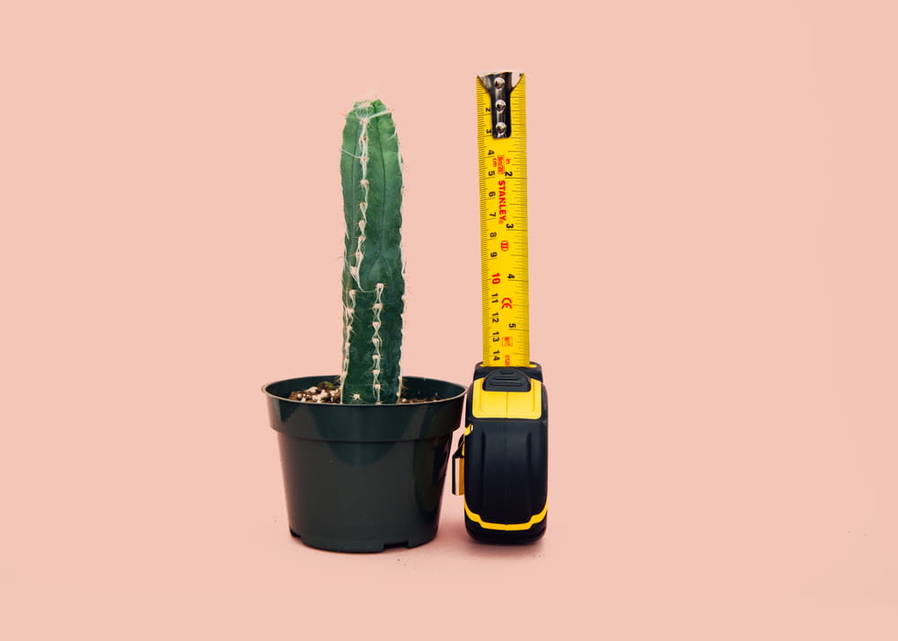 Cactus vert dans le pot arrière à côté du ruban à mesurer