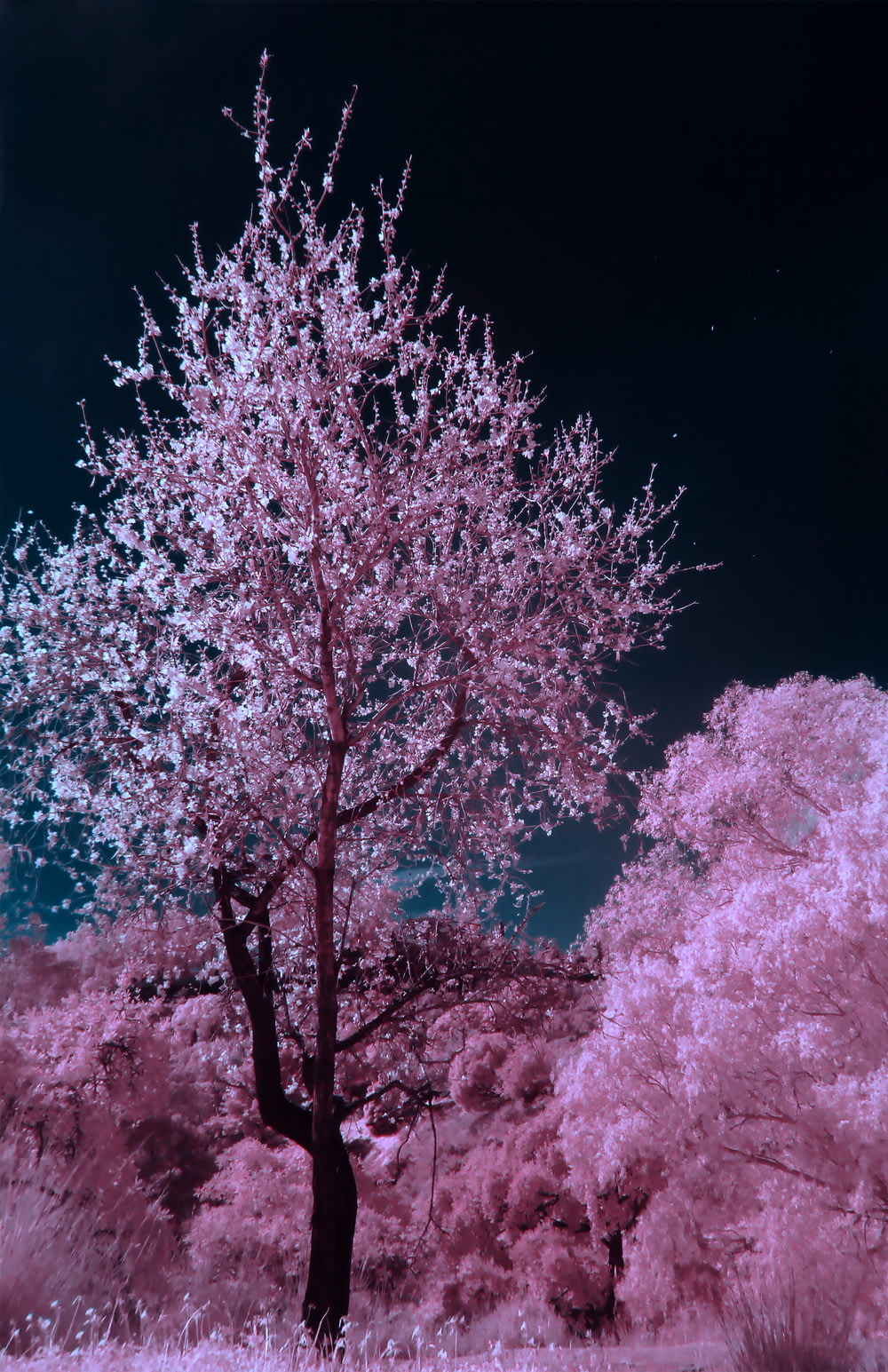 rosa und brauner Kirschblütenbaum in der Nacht