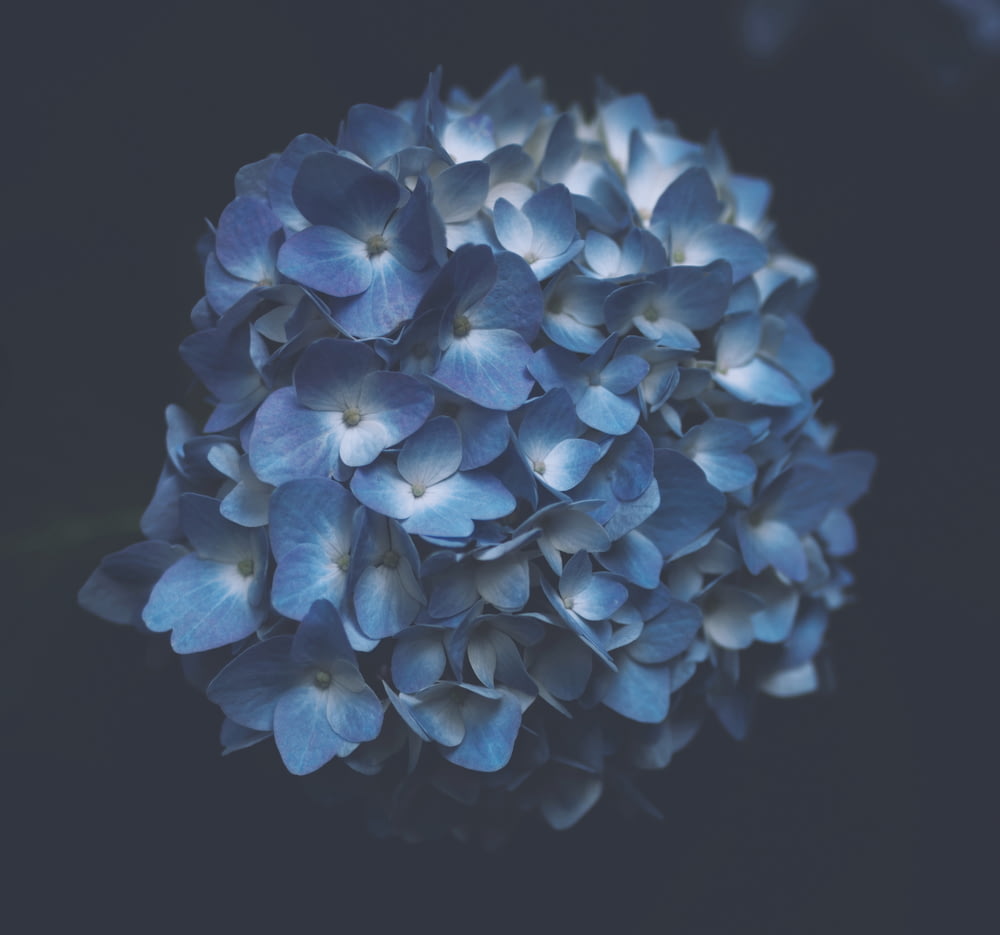 Plante à fleurs à pétales bleus