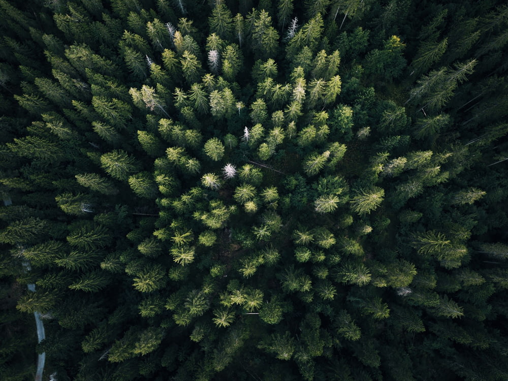 aerial photography of green leaf trees