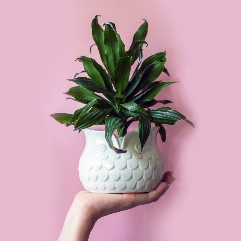 person holding plant vase with plant