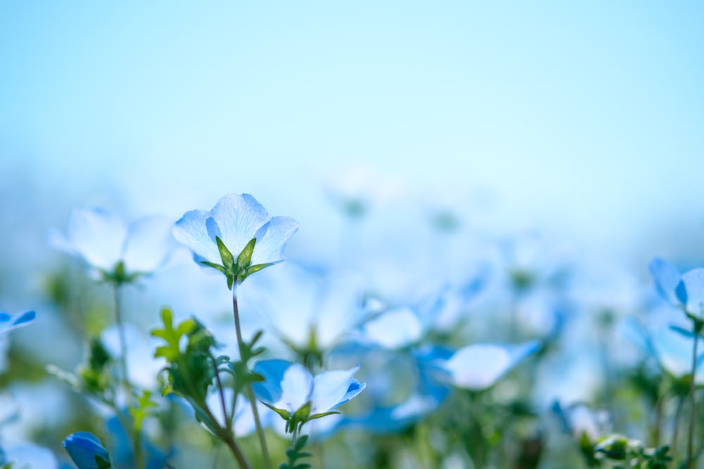 Nahaufnahme von blaublättrigen Blumen auf der Blüte
