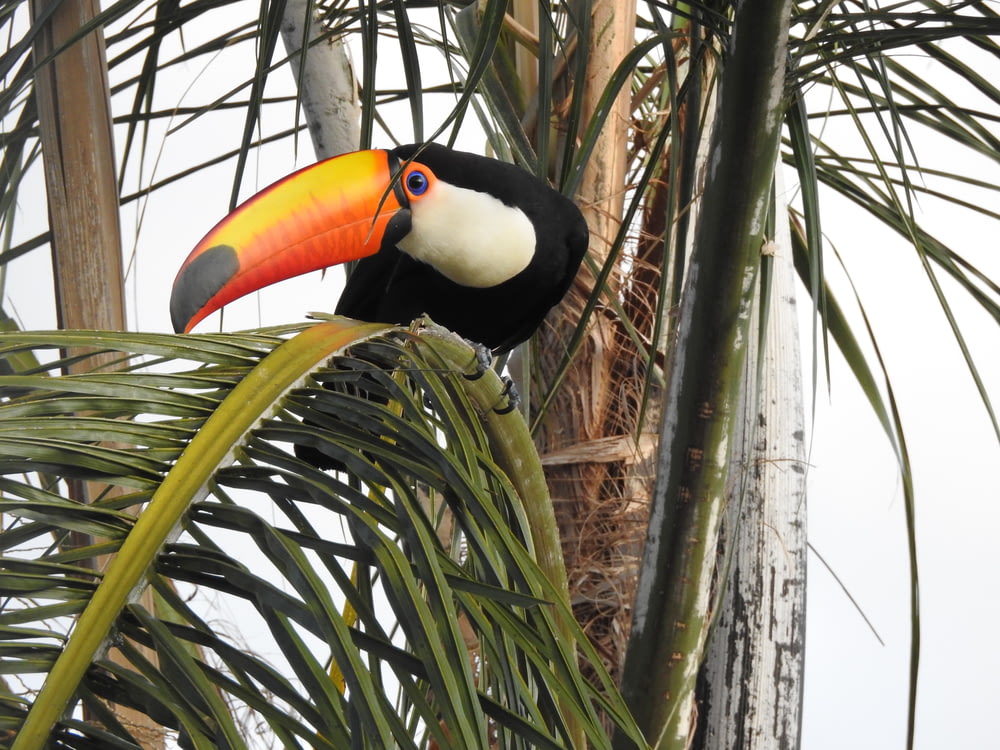 photo of toucan bird