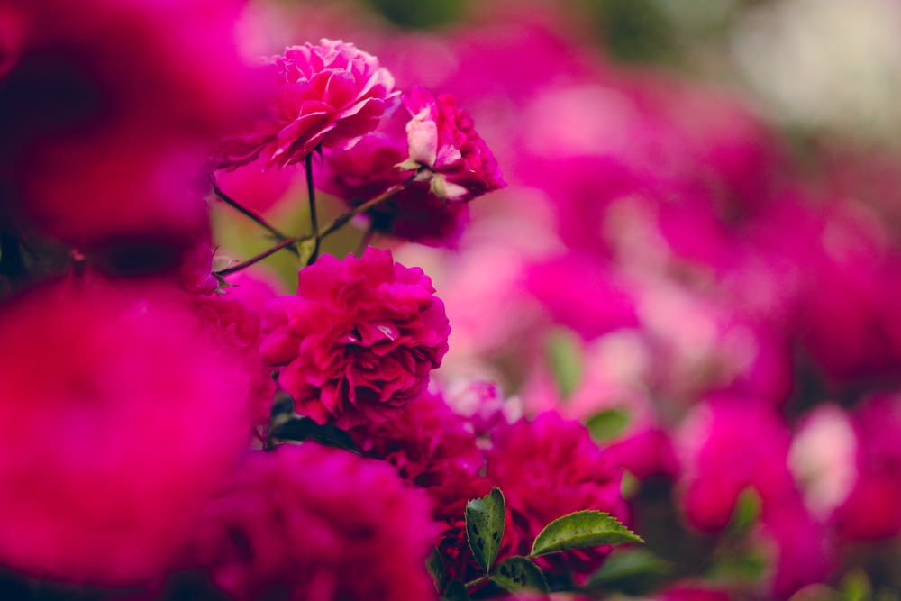 selective focus of pink petaled flowers