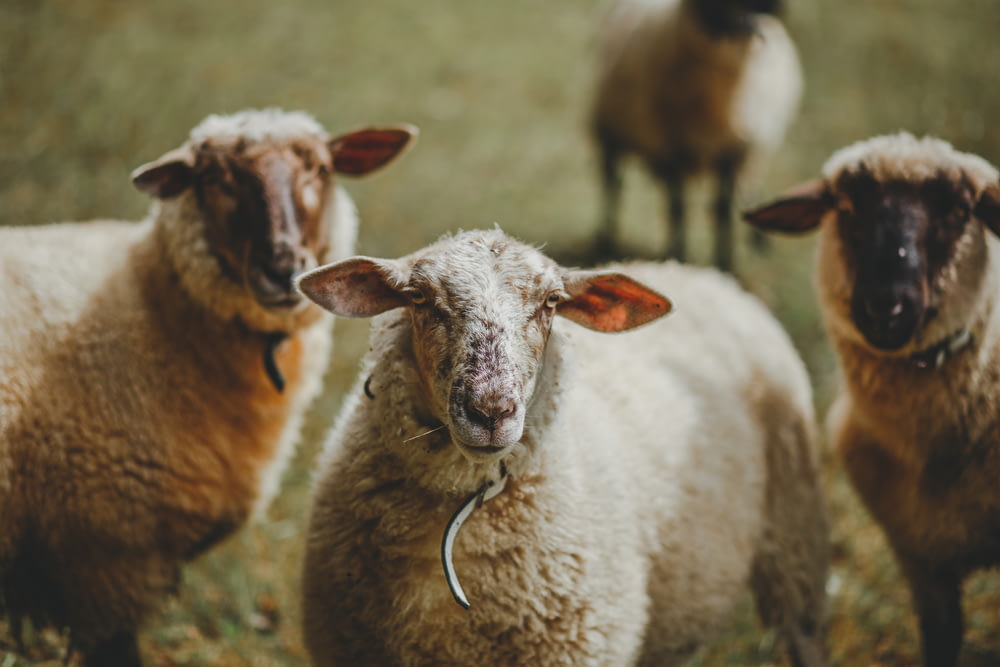 tre pecore bianche in piedi sul campo d'erba