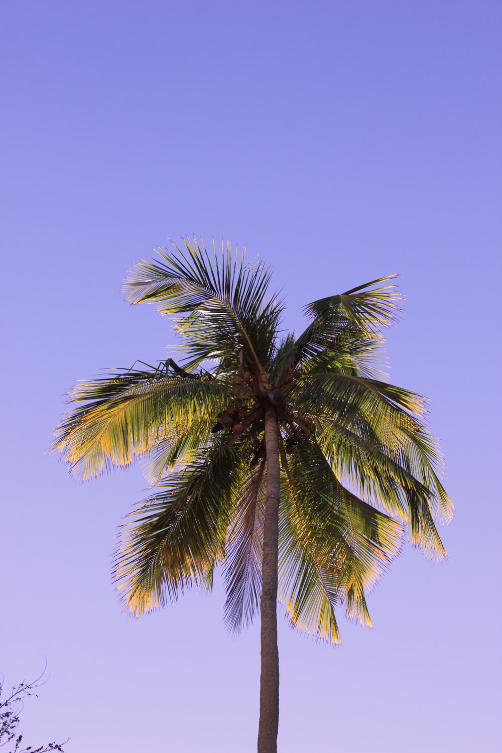 coconut palm tree under blue sky at daytime