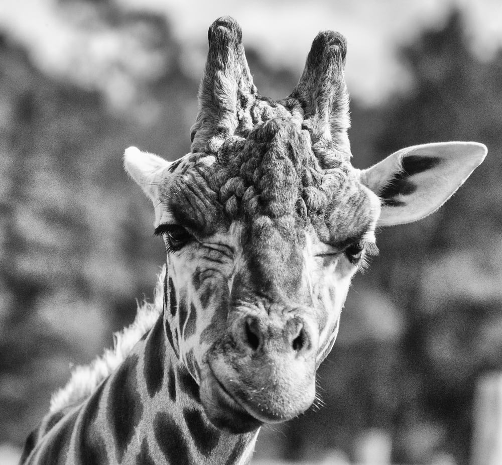 Photographie en niveaux de gris du visage de girafe