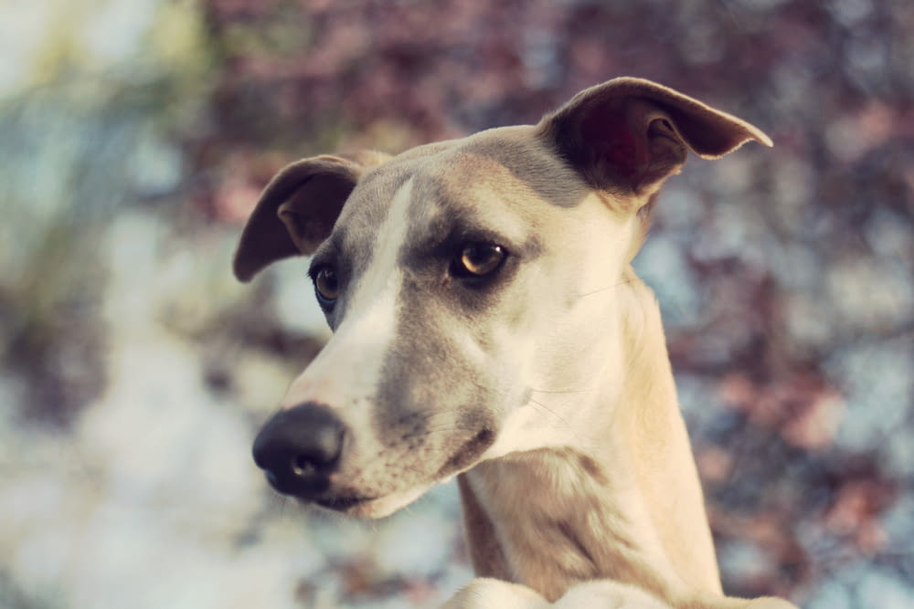 Selektive Fotografie von Windhunden für Erwachsene
