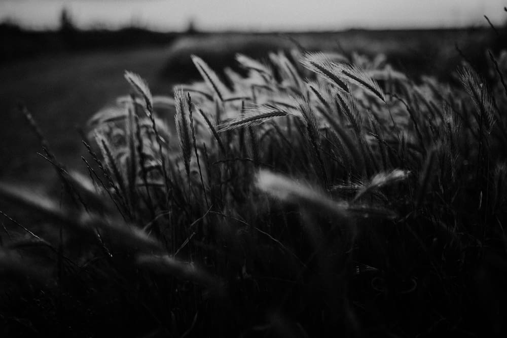 grayscale photography of grasses