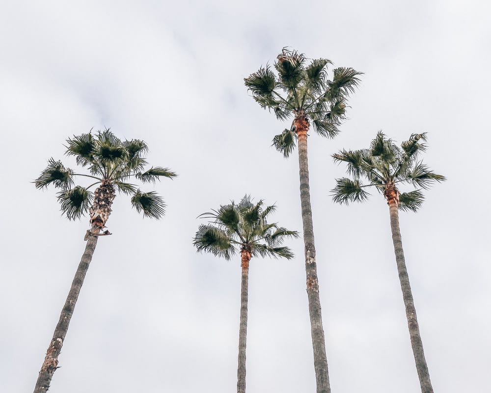 four fan palm trees under white sky