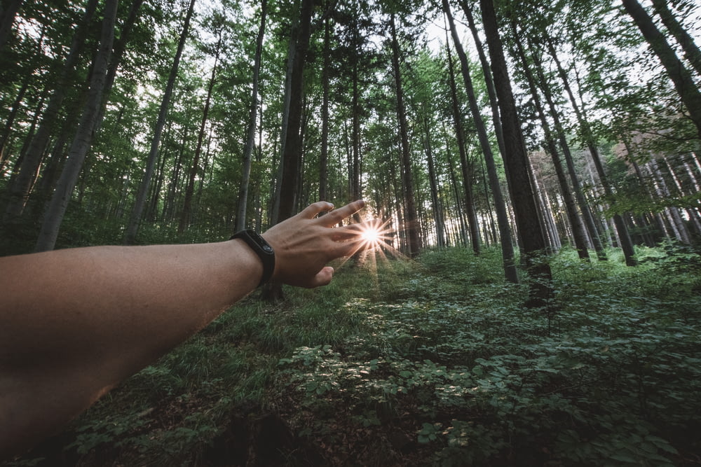 piercing sun on persons hand standing on forest