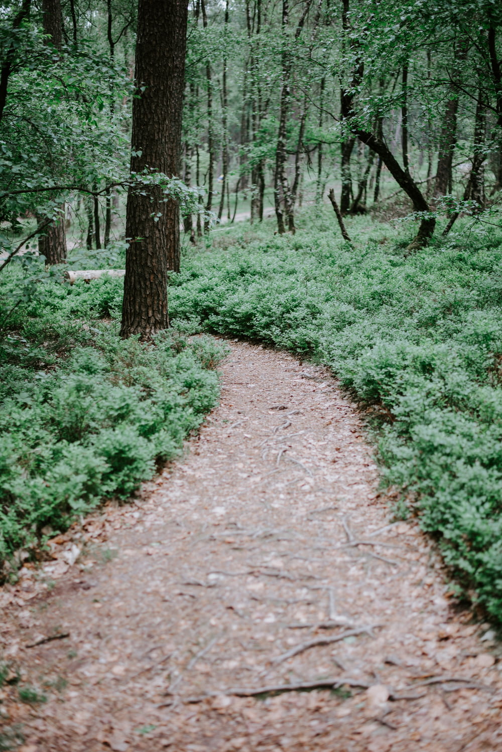 brown pathway between green leafed trees