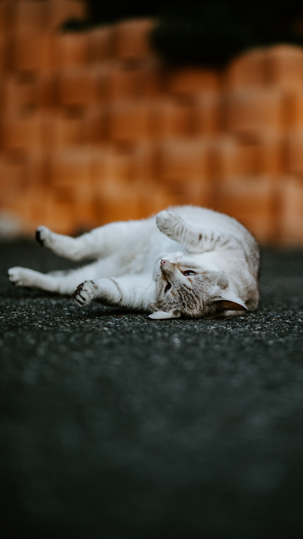 cat on gray pavement