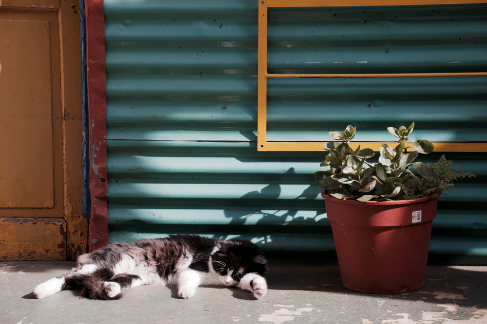gato durmiendo cerca de una planta en maceta
