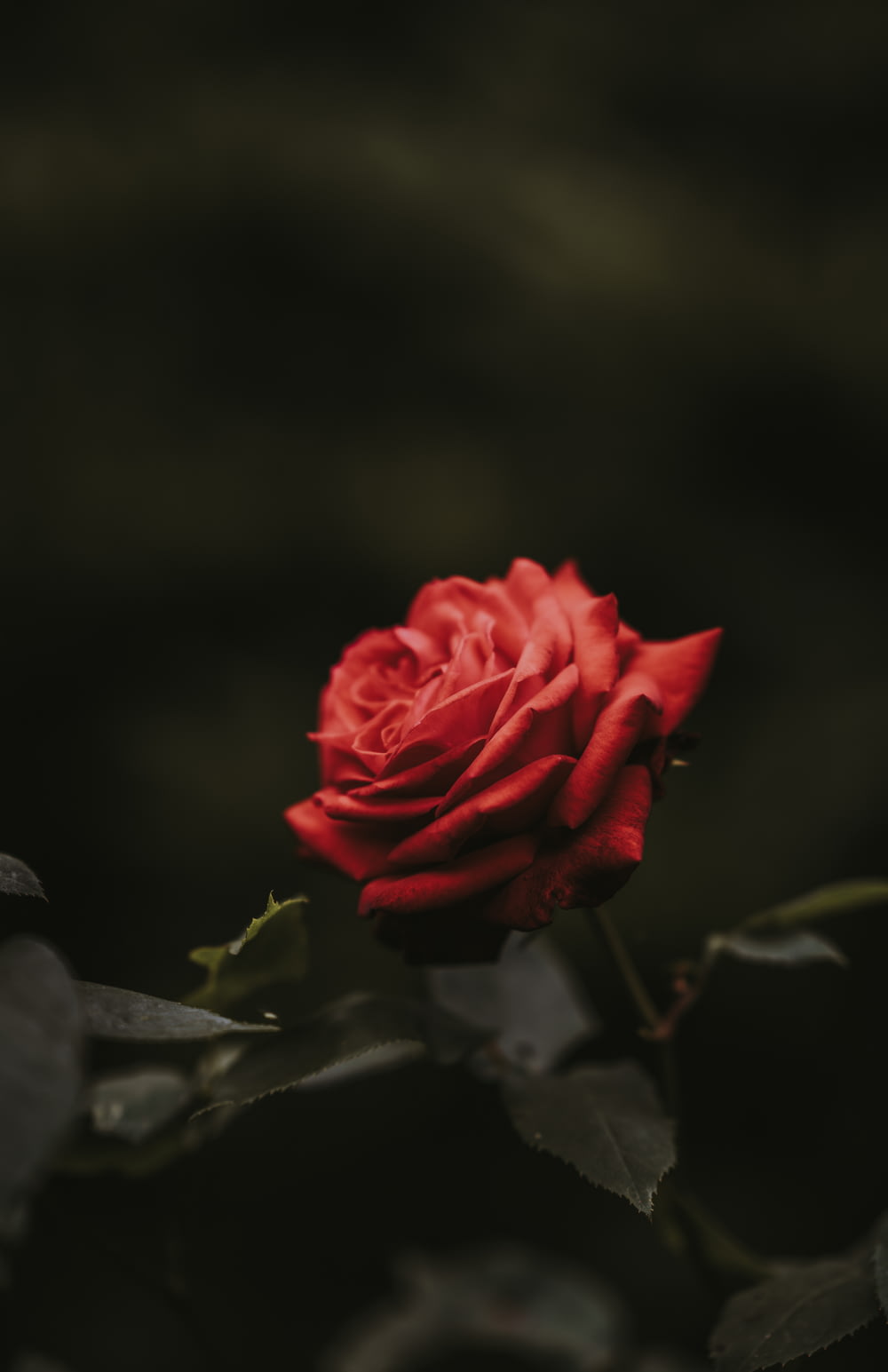 foto de closeup da flor rosa vermelha