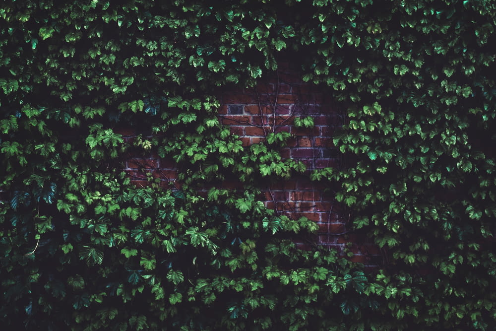 planta de hojas verdes en pared de ladrillo