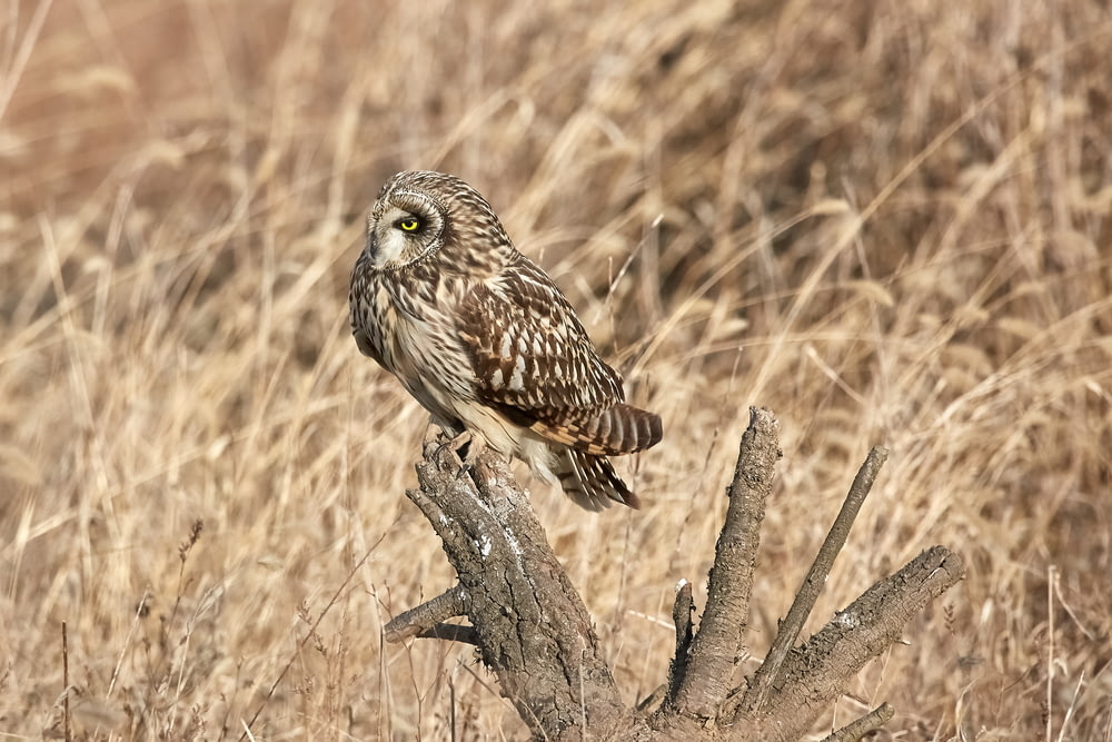 brown owl on top of tree branch surrounded by wheat