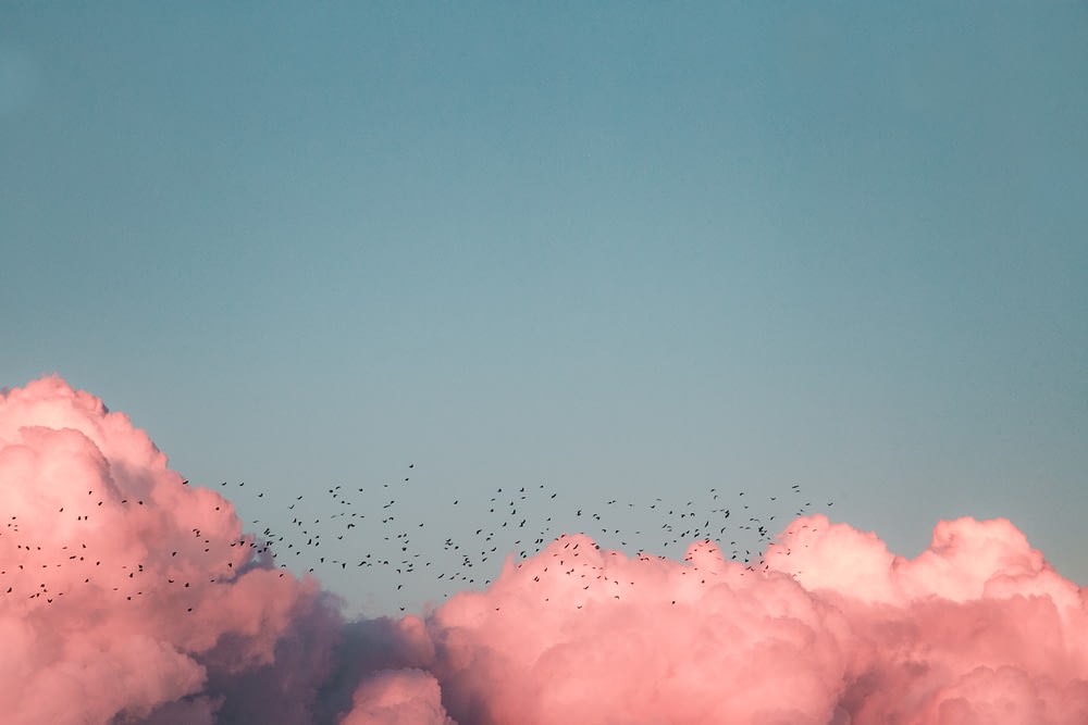 pájaros volando cerca de las nubes