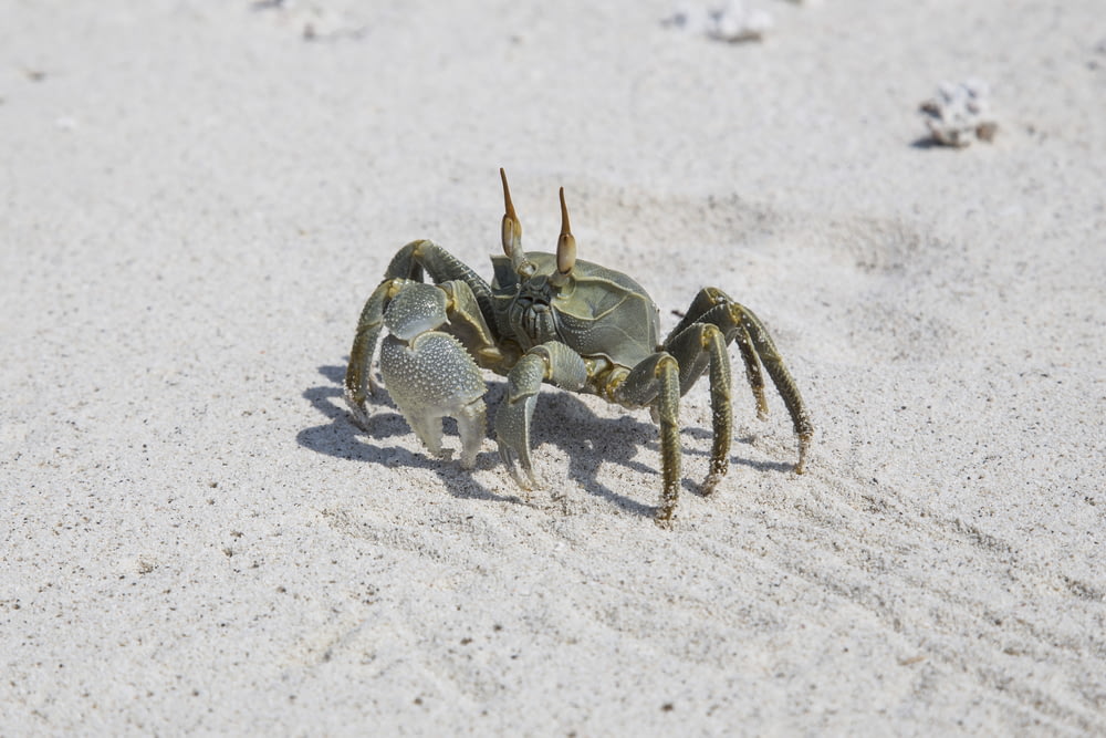 gray crab on gray sand