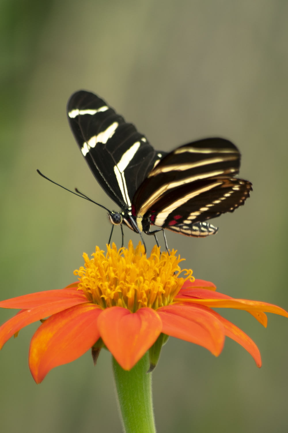selective focus photography of black butterfly on orange flower