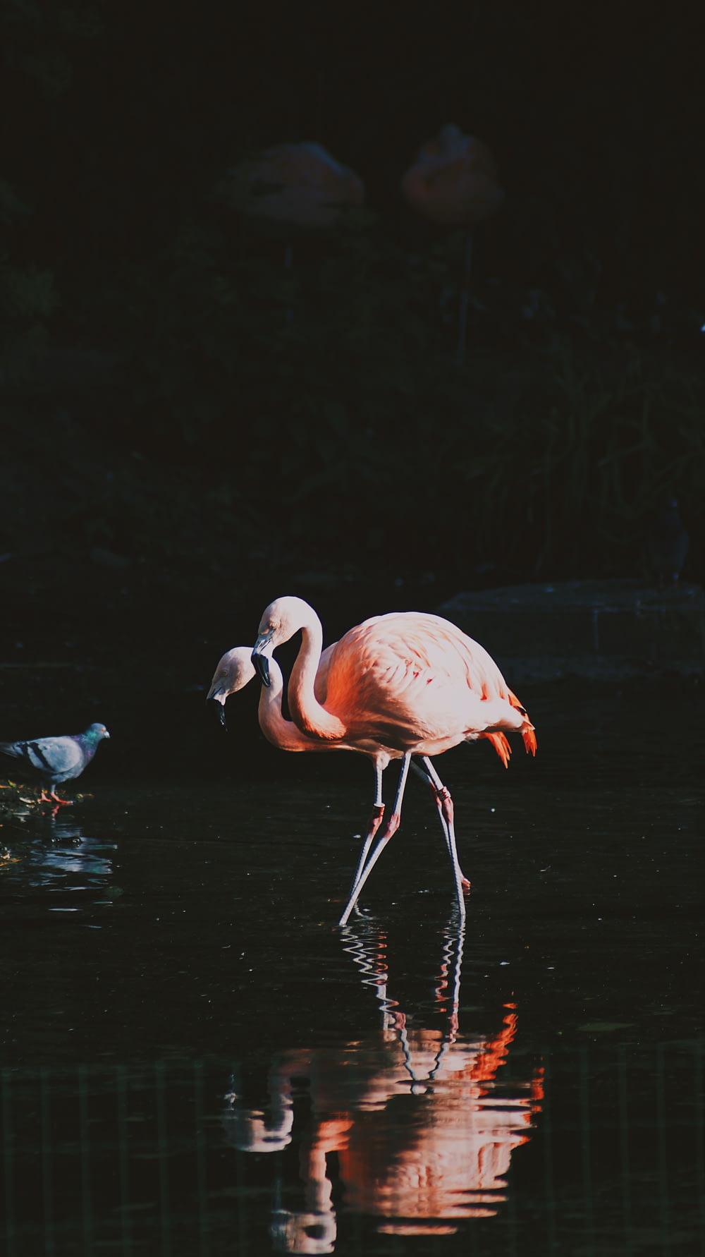 two lesser flamingos