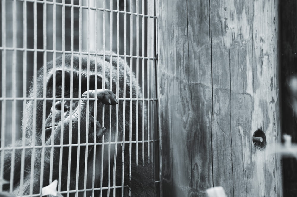 Photo en niveaux de gris d’un primate en cage