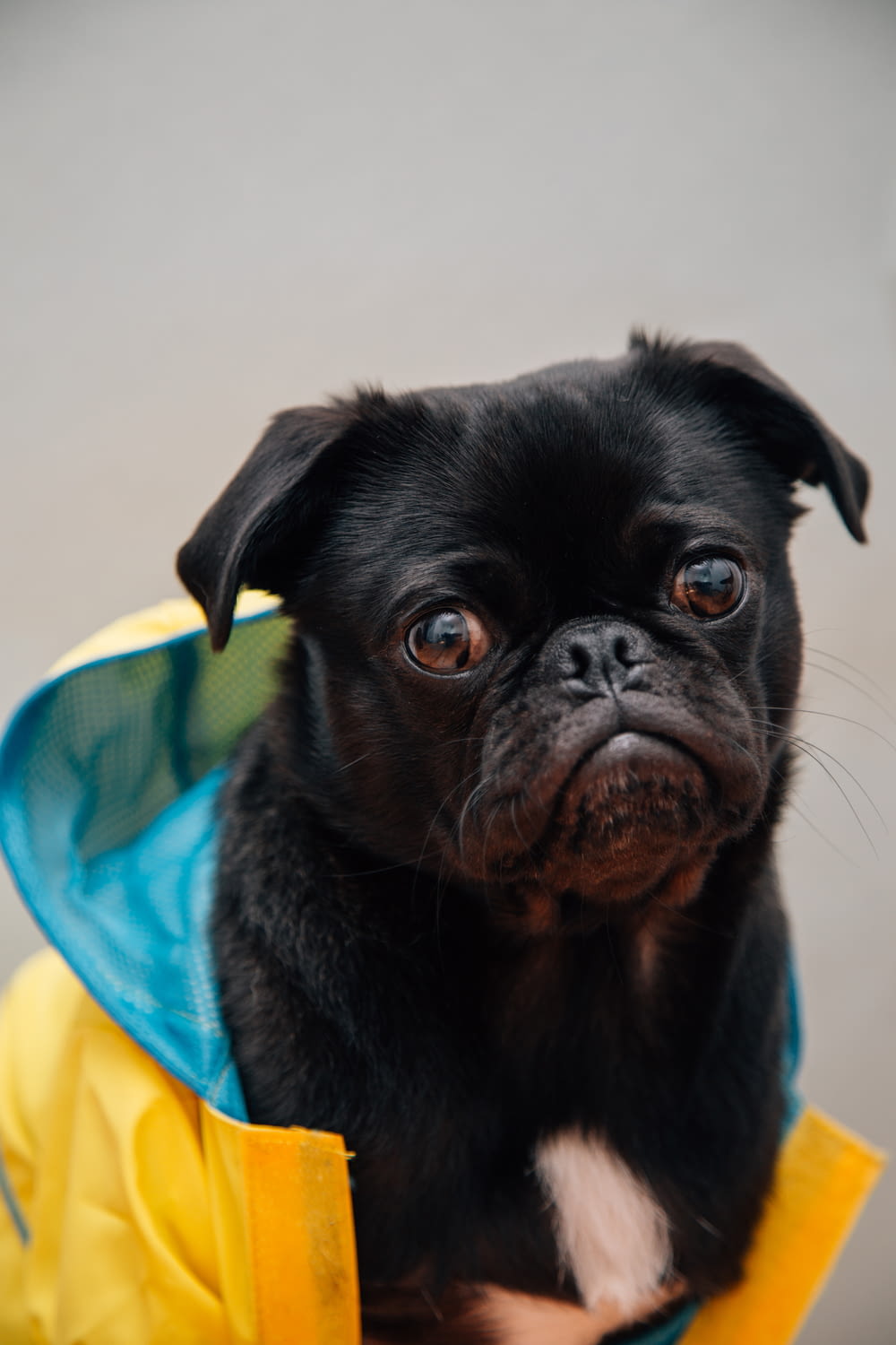 selective focus photography of black fawn pug