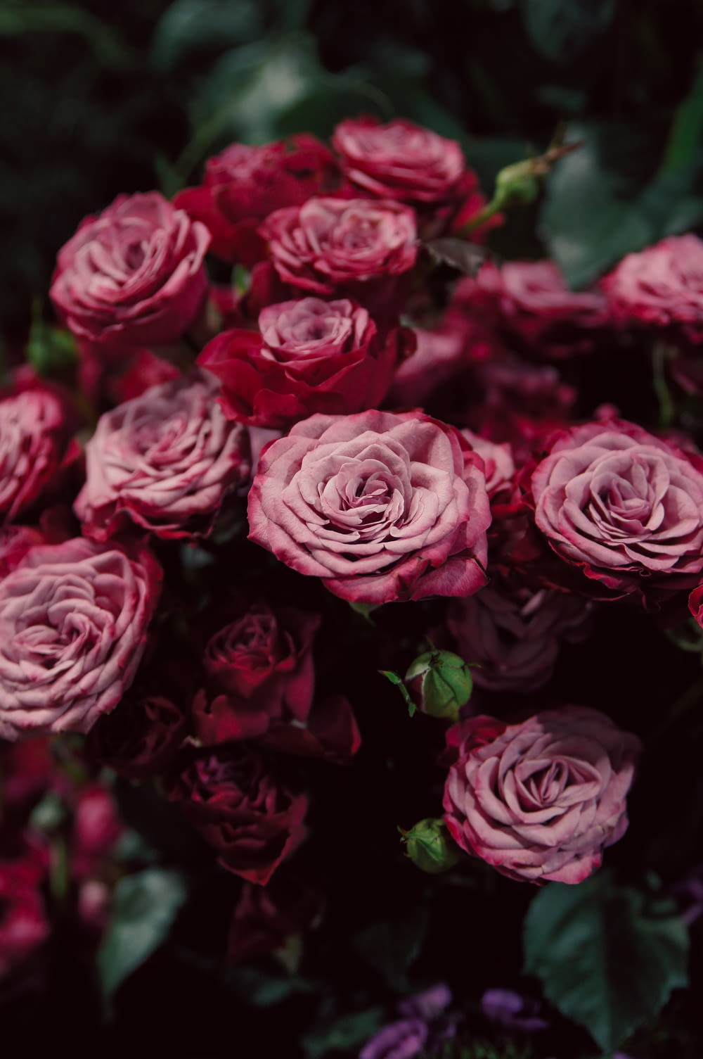 赤とピンクのバラのマクロ撮影